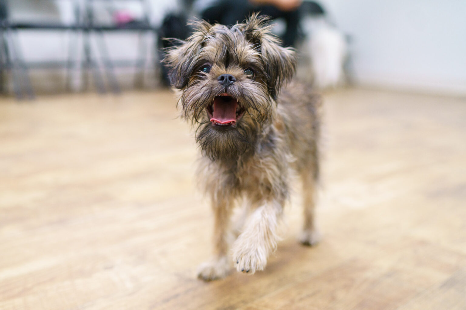Small dog training classes in New York small dog obedience training