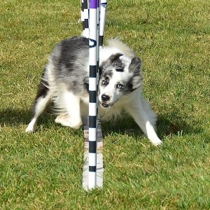 Border Collie Weave Poles Agility