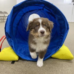 puppy-agility-square (2)