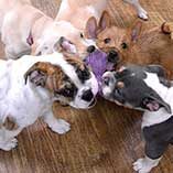 puppy-play-group-square-22