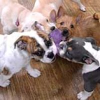 puppy-play-group-square-370x350